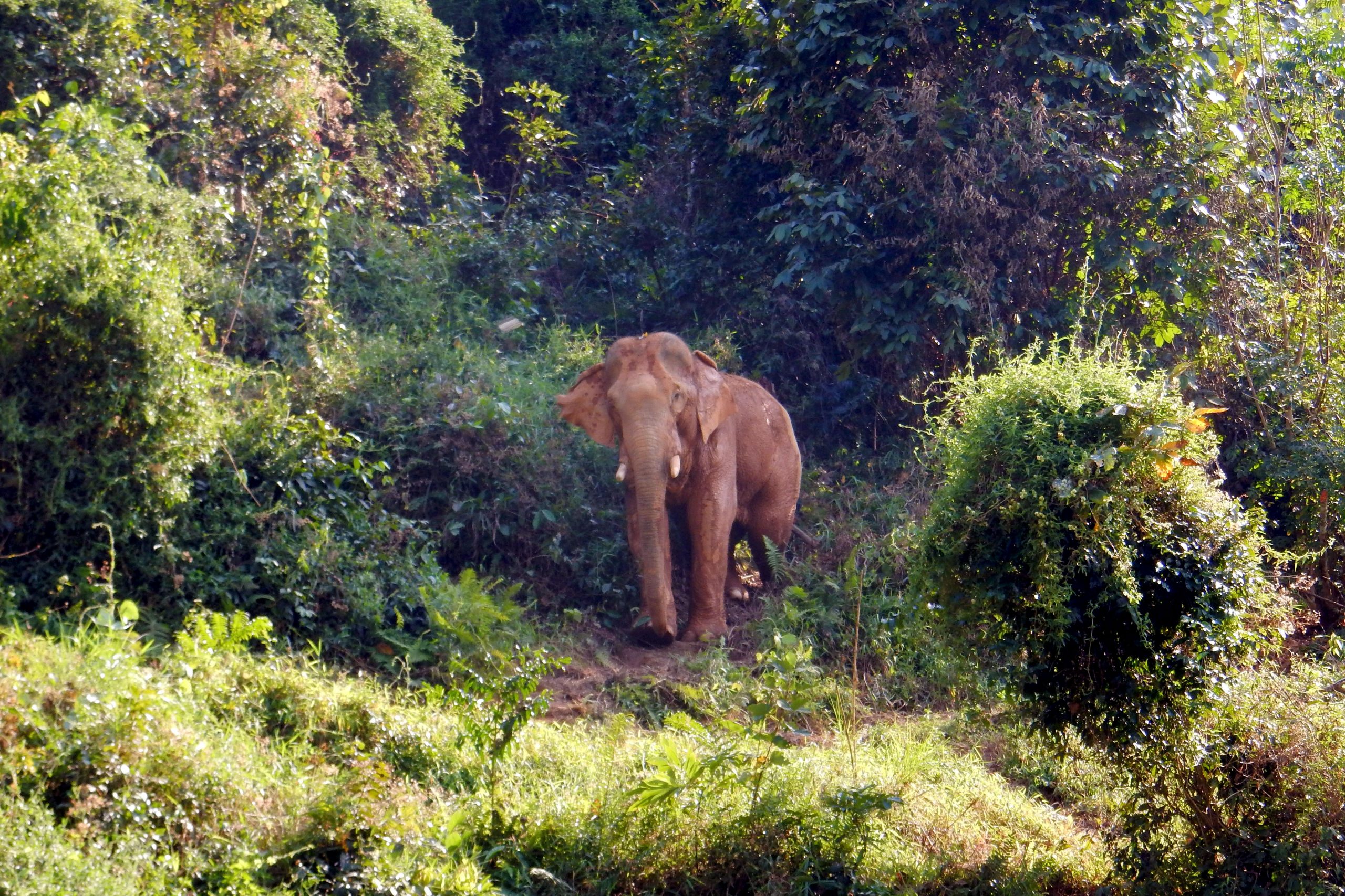 habitat3